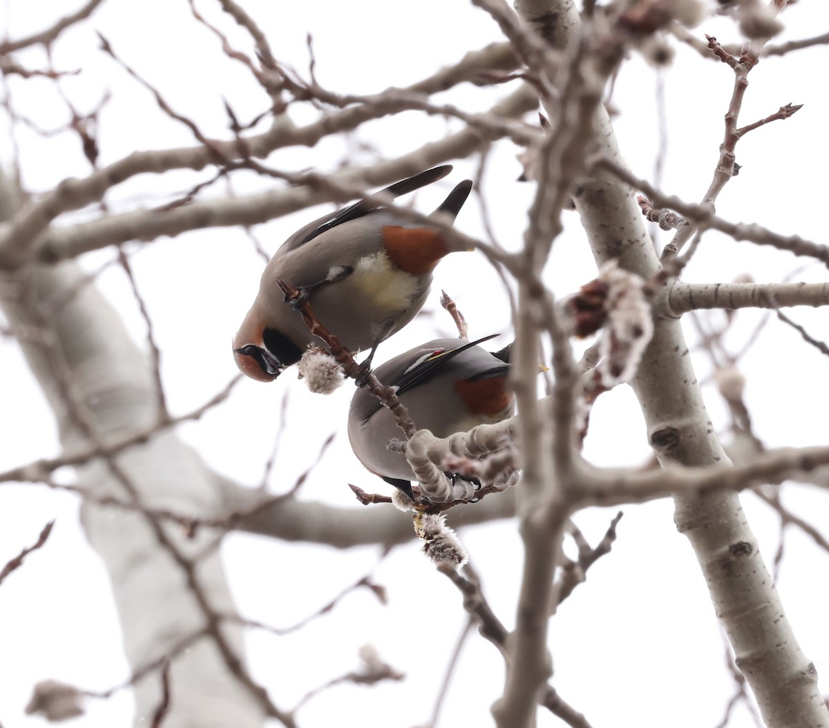 Bohemian Waxwing - ML616988959