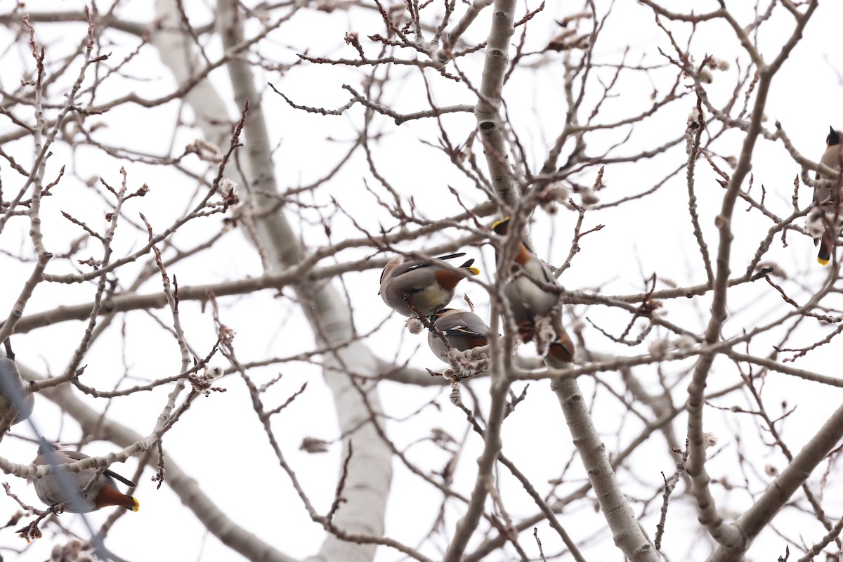 Bohemian Waxwing - ML616988963