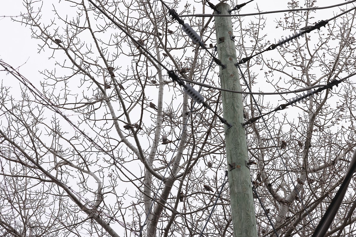 Bohemian Waxwing - ML616988972