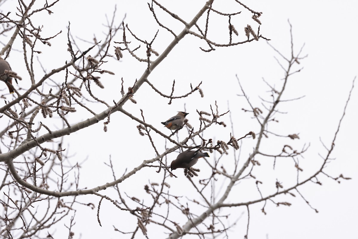 Bohemian Waxwing - ML616988991