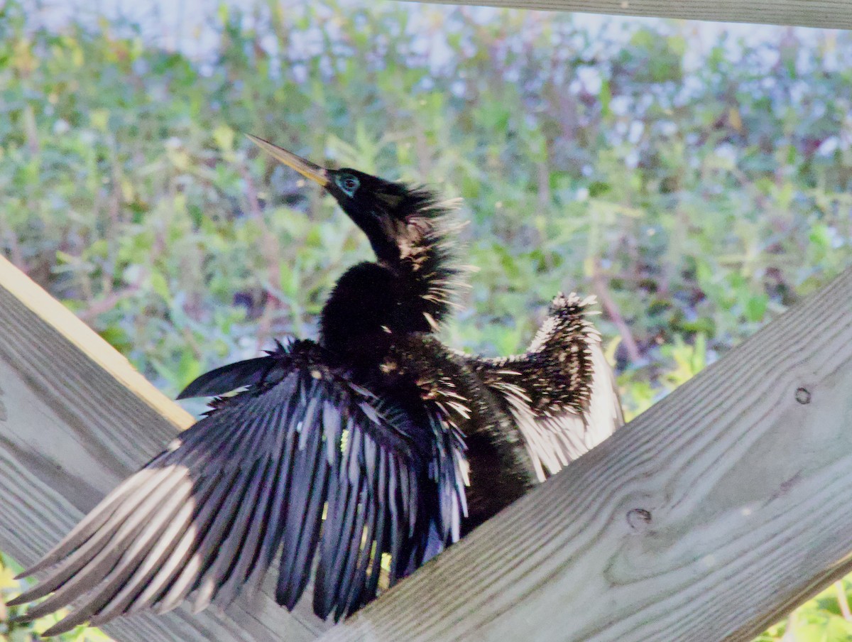 Anhinga Americana - ML616988995