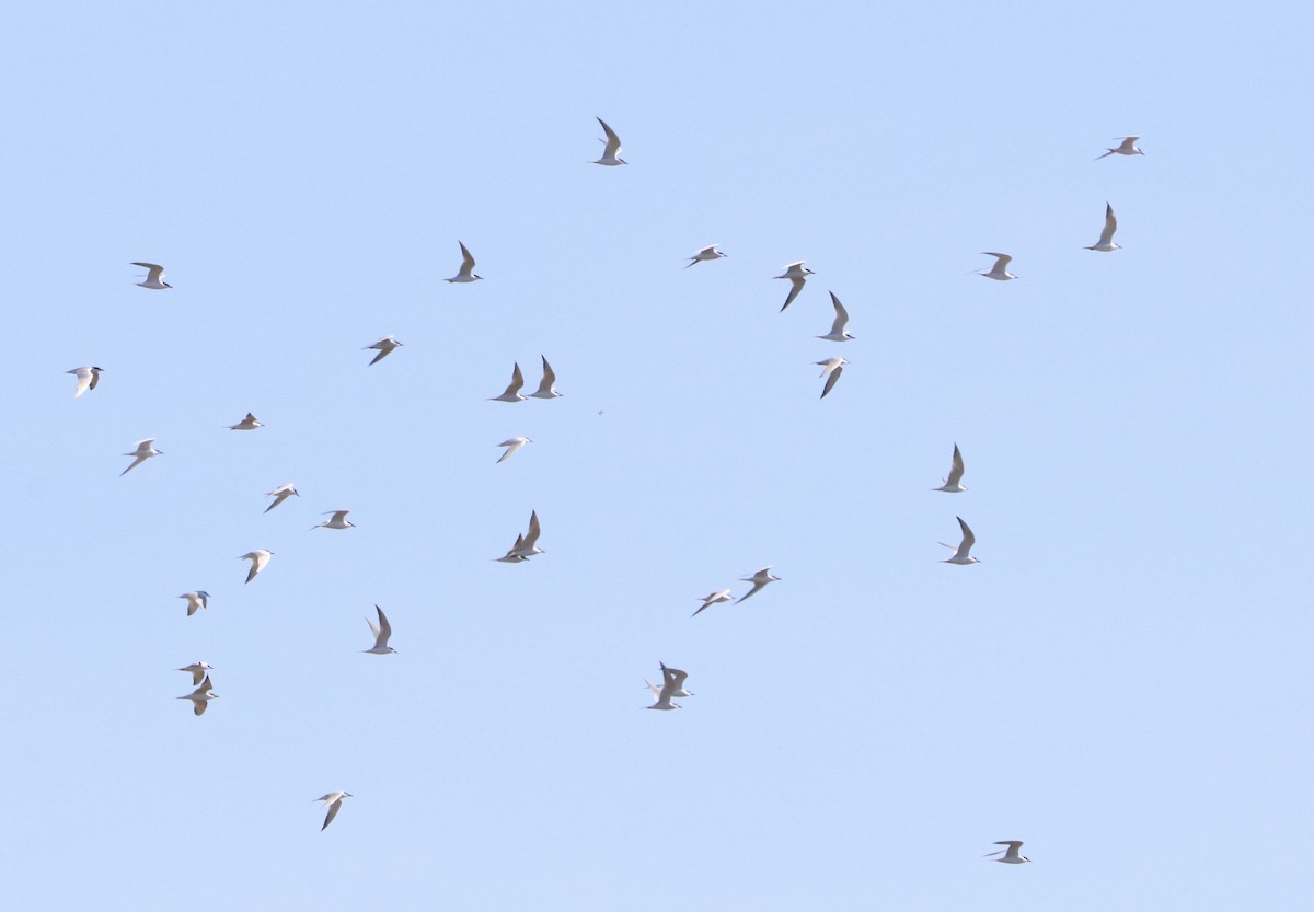 Gull-billed Tern - ML616989003