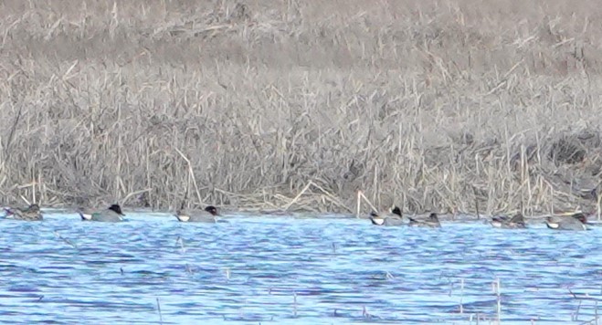 Green-winged Teal - ML616989005