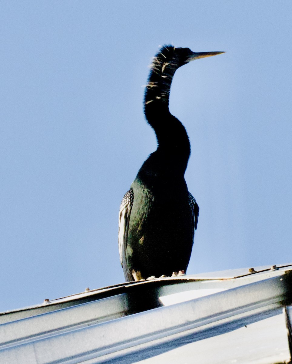 Anhinga Americana - ML616989009