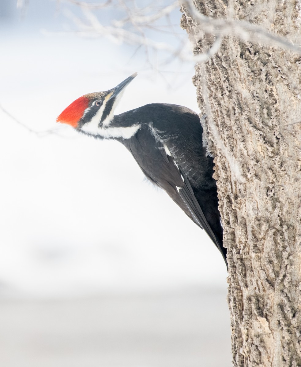 Pileated Woodpecker - Demelza and Josh Larson