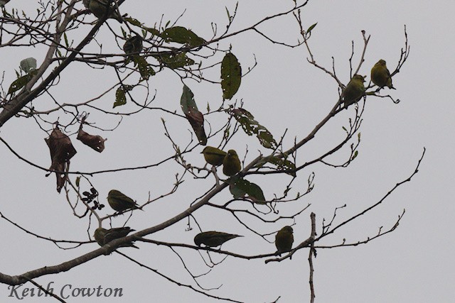 Tibetan Serin - ML616989098