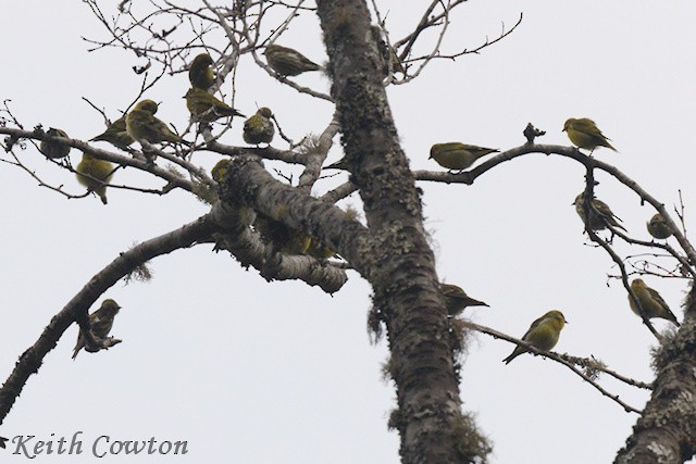 Tibetan Serin - Keith Cowton