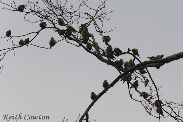 Tibetan Serin - ML616989100