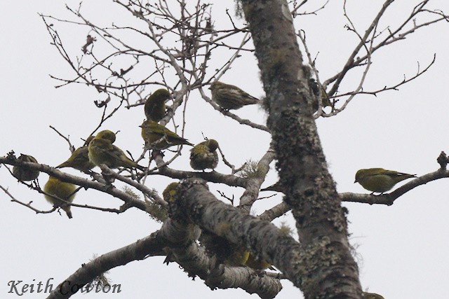 Tibetan Serin - ML616989101