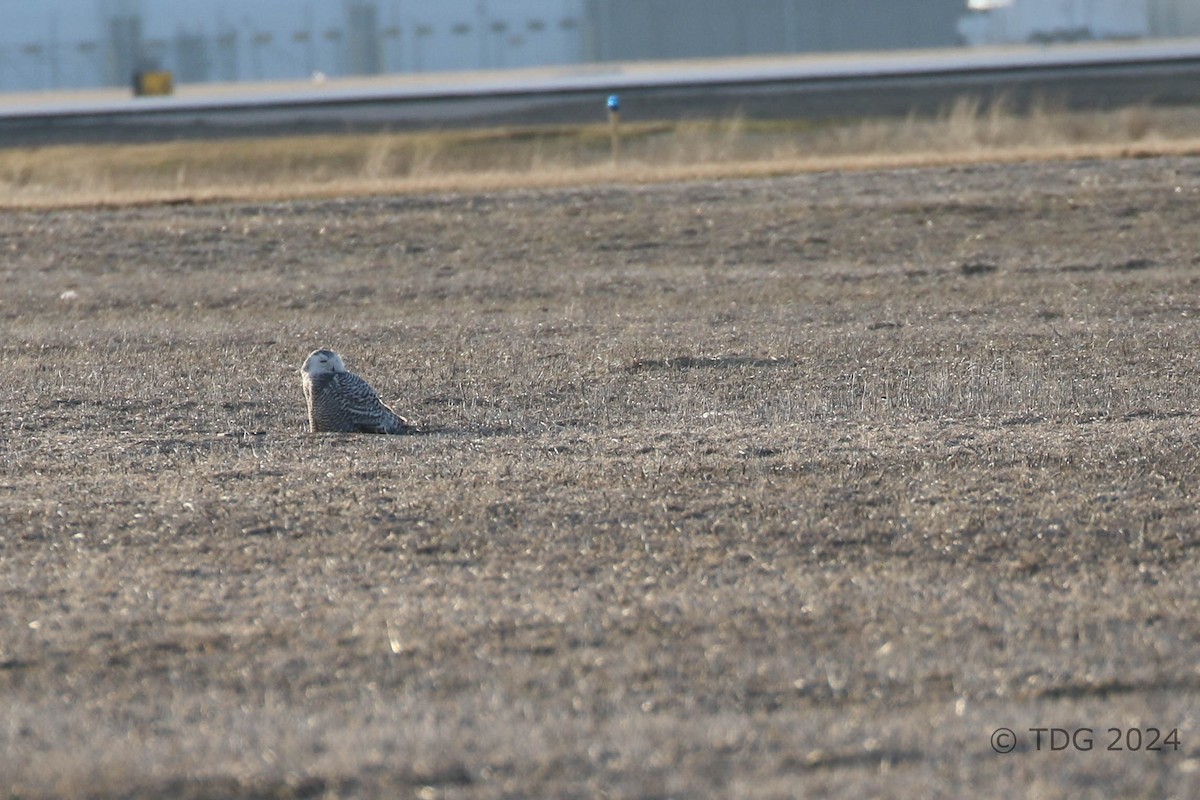 sovice sněžní - ML616989134