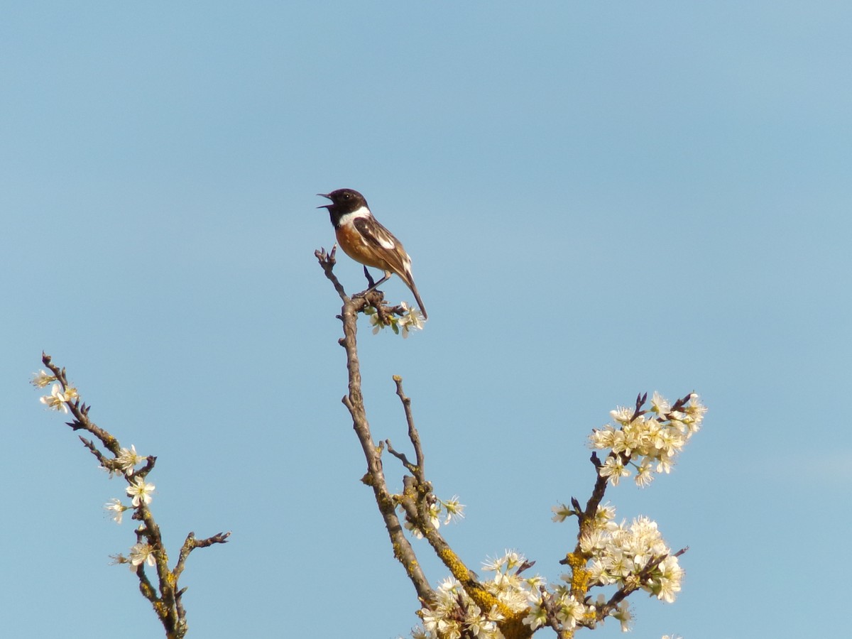 European Stonechat - ML616989172