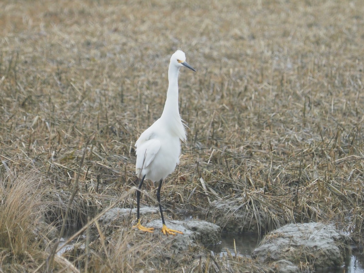 Snowy Egret - Bill Bunn