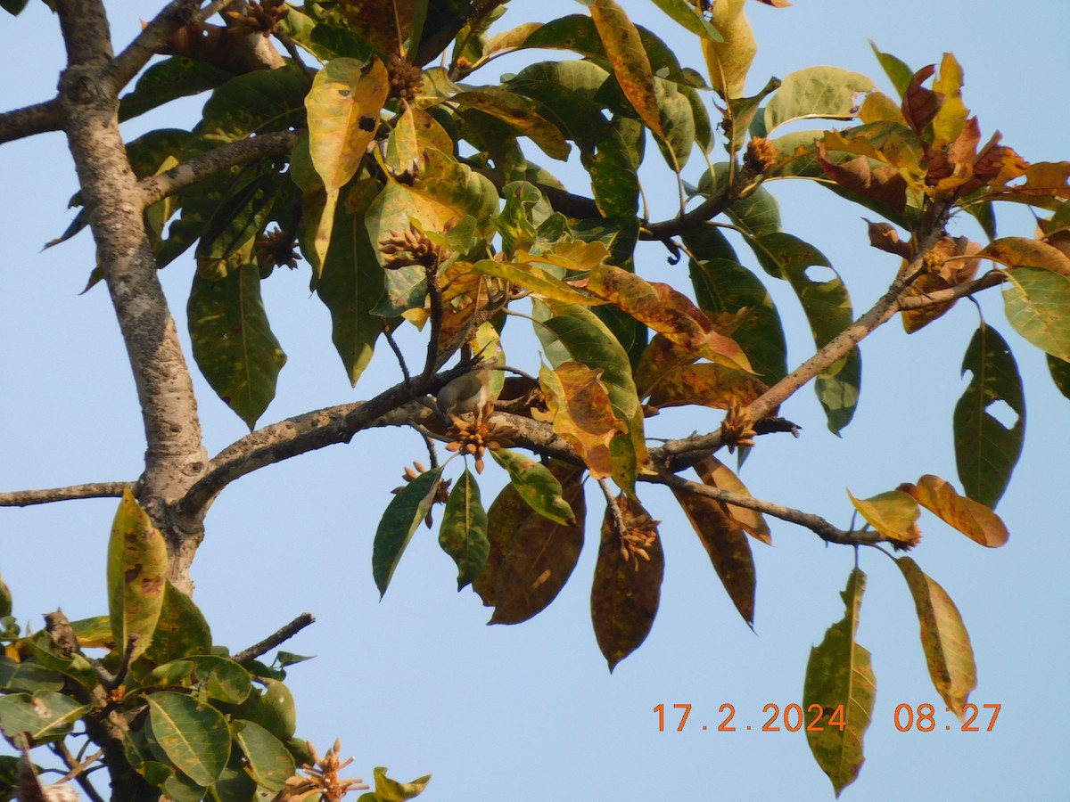 Thick-billed Flowerpecker - Sushant Pawar