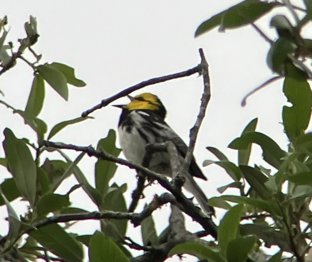 Golden-cheeked Warbler - ML616989218