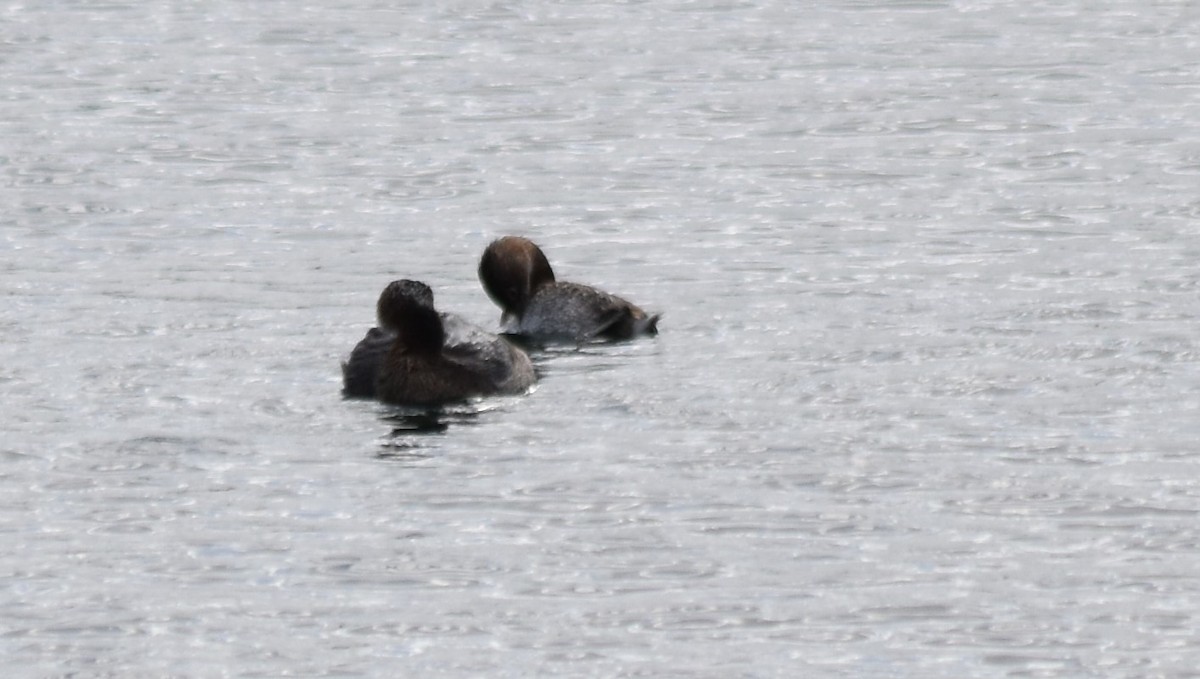 Pied-billed Grebe - ML616989231