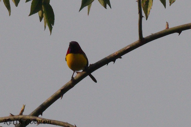 Mrs. Gould's Sunbird (Yellow-breasted) - ML616989272