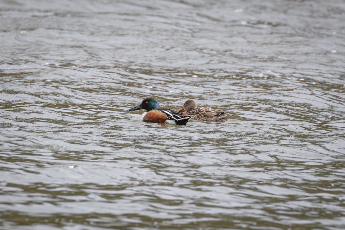 Northern Shoveler - Peter Kwiatek