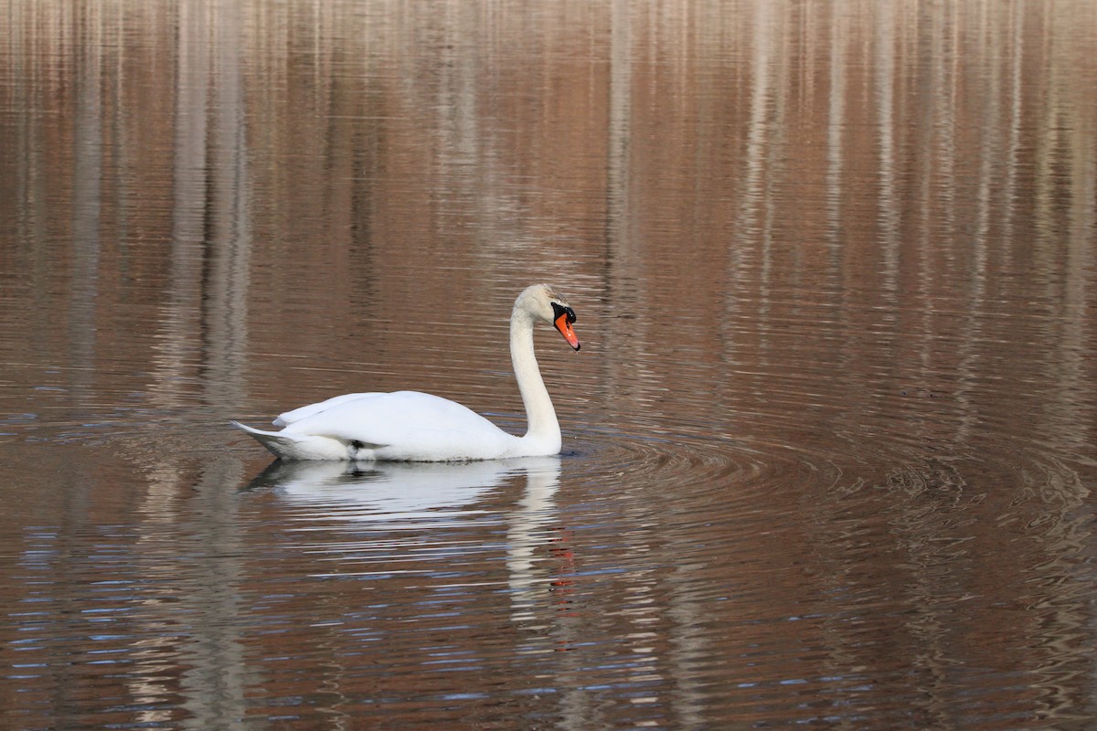 Mute Swan - Kris Montalbano