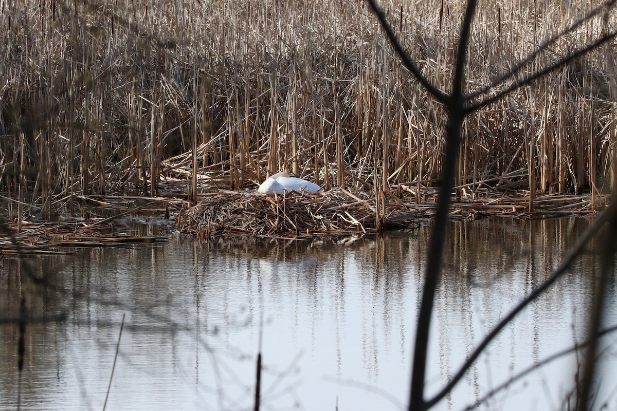 Mute Swan - ML616989333