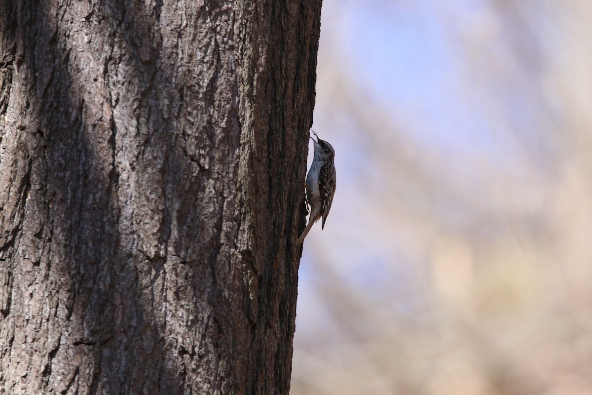 Brown Creeper - Kris Montalbano