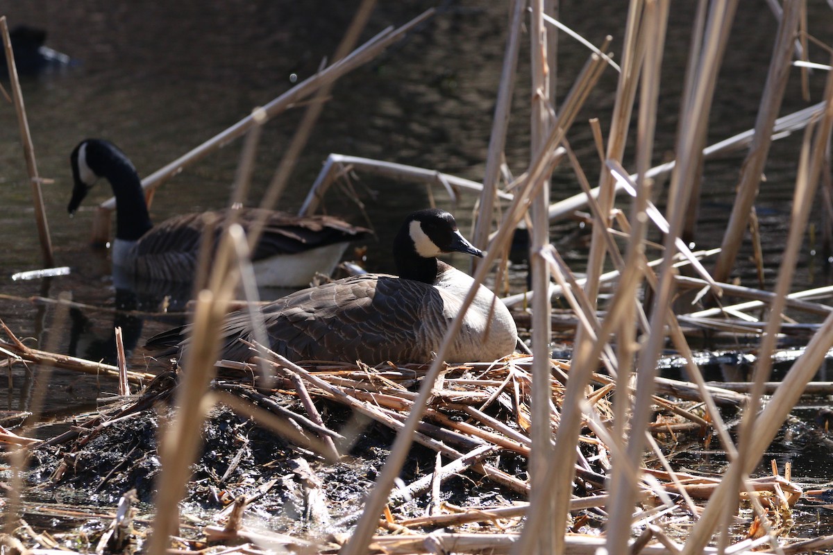 Canada Goose - ML616989358