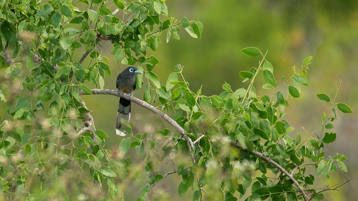 Blue-faced Malkoha - ML616989369