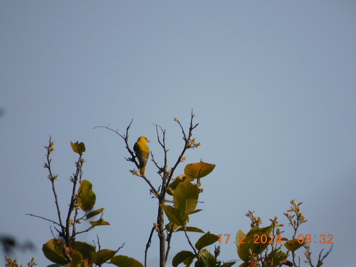 Indian Golden Oriole - ML616989384
