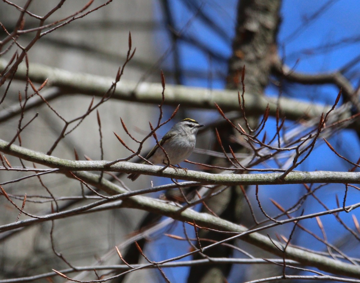 Golden-crowned Kinglet - Kris Montalbano