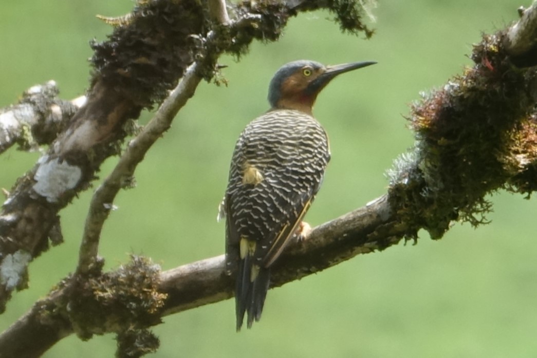 Andean Flicker - ML616989405