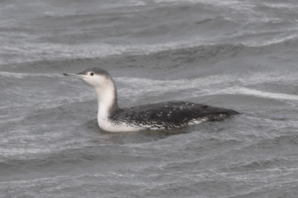 Red-throated Loon - ML616989429