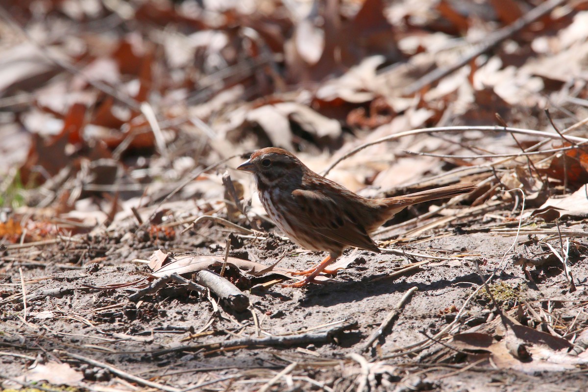 Fox Sparrow - Kris Montalbano