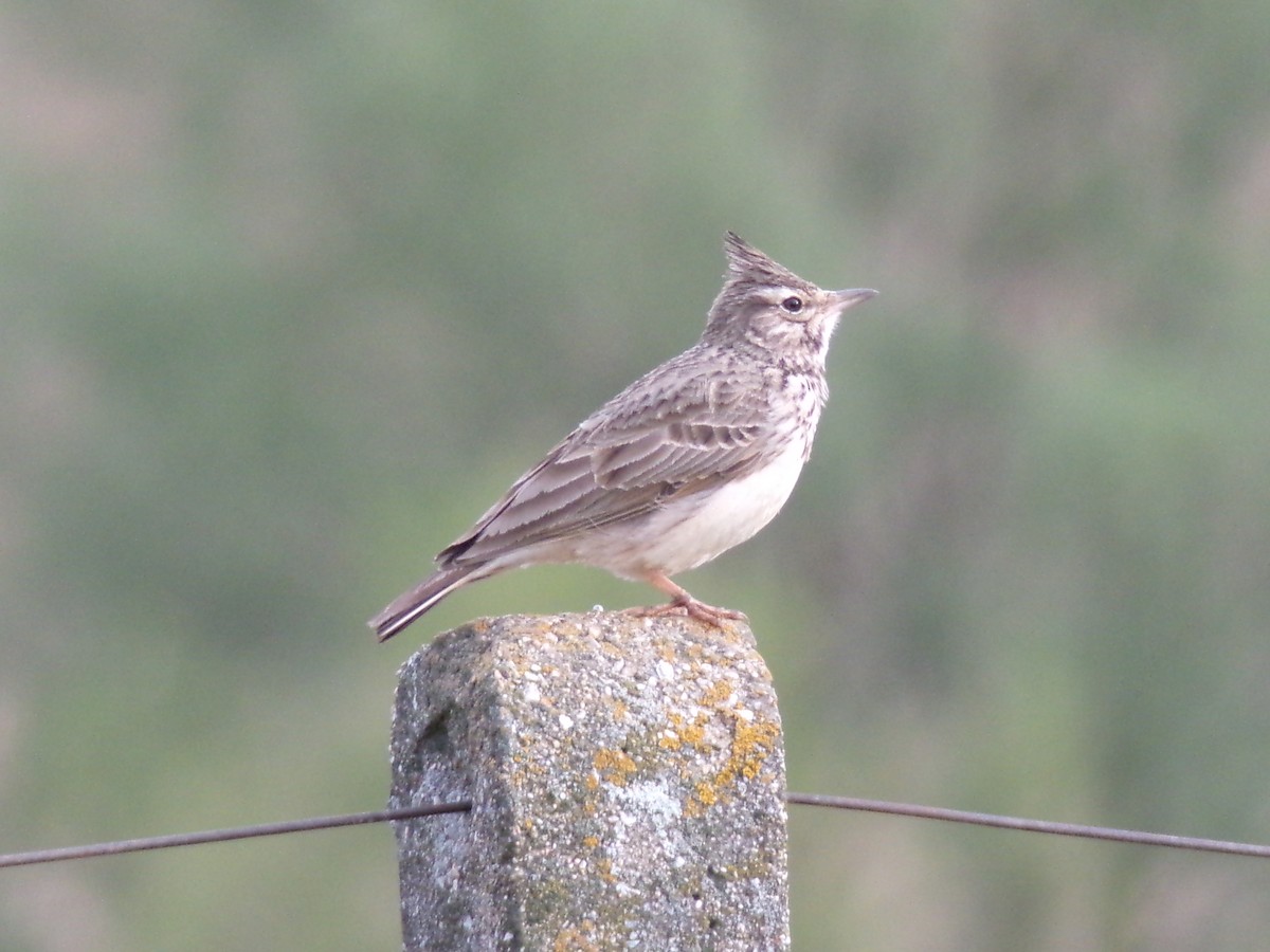 Crested Lark - ML616989522