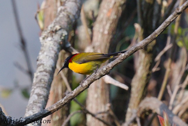 Mrs. Gould's Sunbird (Yellow-breasted) - ML616989551