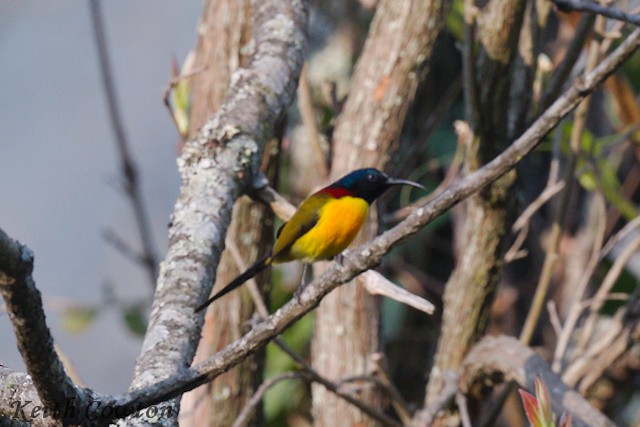 Mrs. Gould's Sunbird (Yellow-breasted) - ML616989552