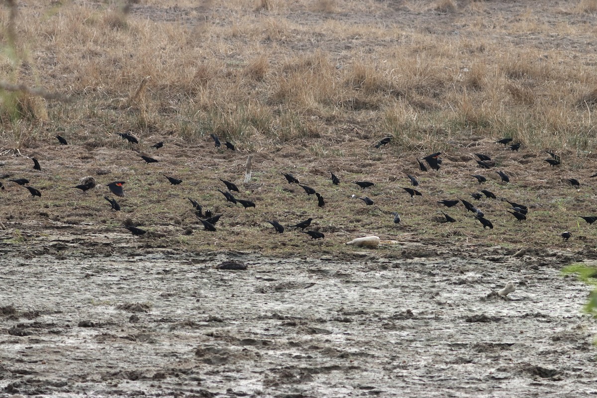 Red-winged Blackbird - ML616989558