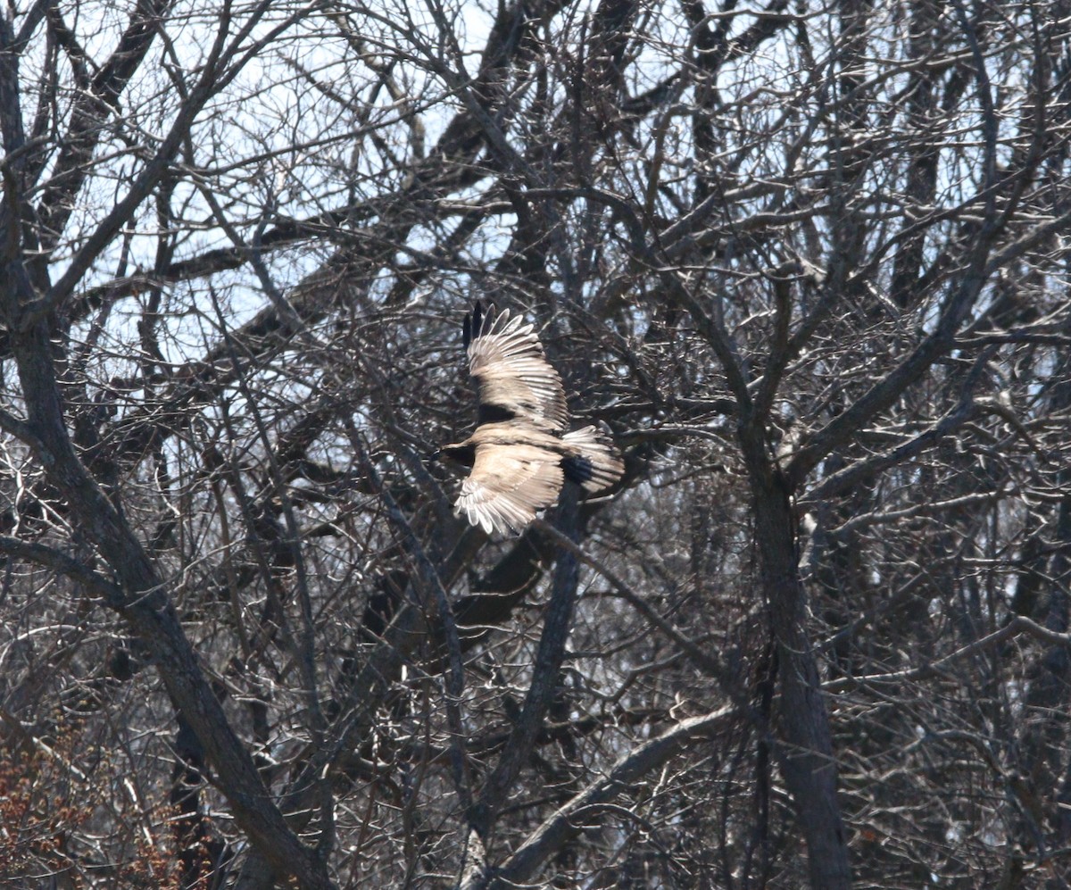 Bald Eagle - Kris Montalbano