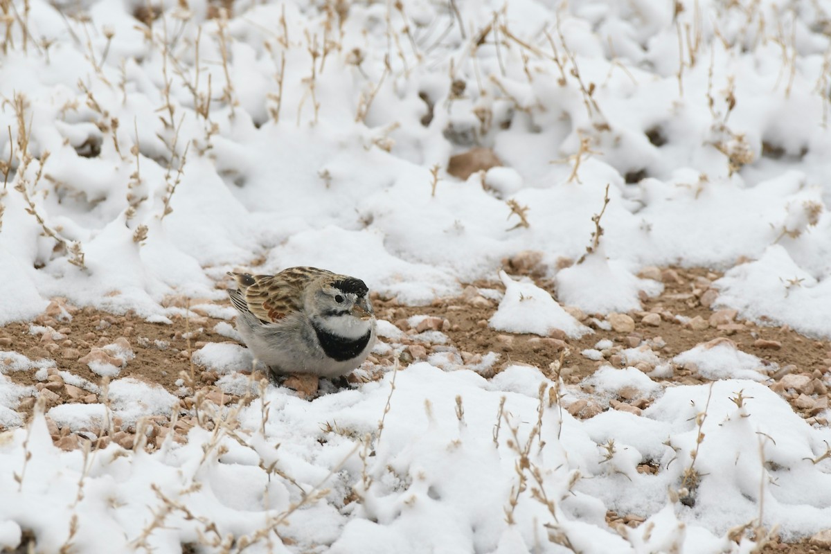 Thick-billed Longspur - ML616989616