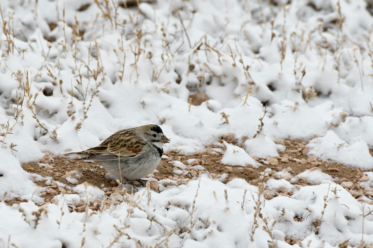 Thick-billed Longspur - ML616989617