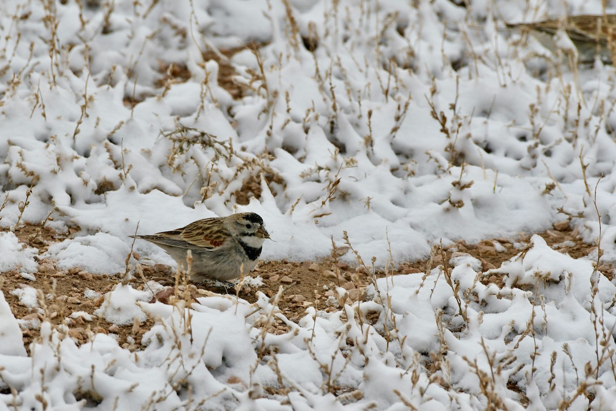 Thick-billed Longspur - ML616989618