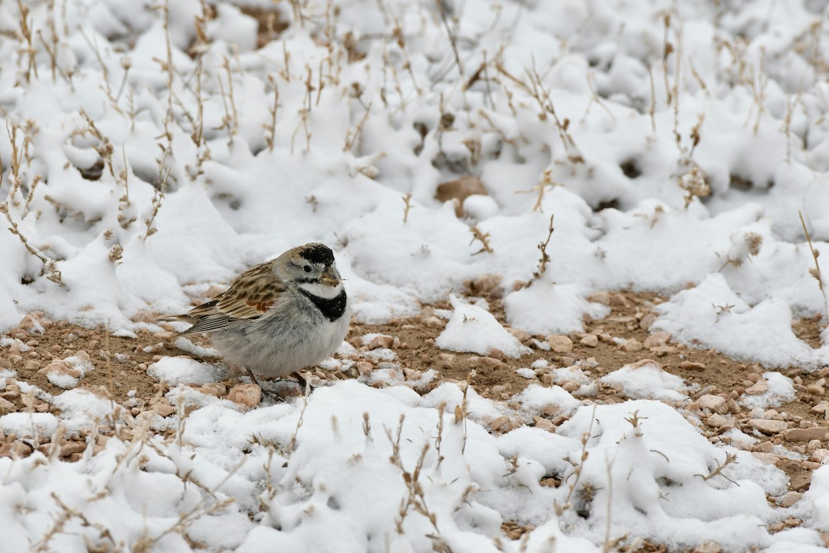 Thick-billed Longspur - ML616989619