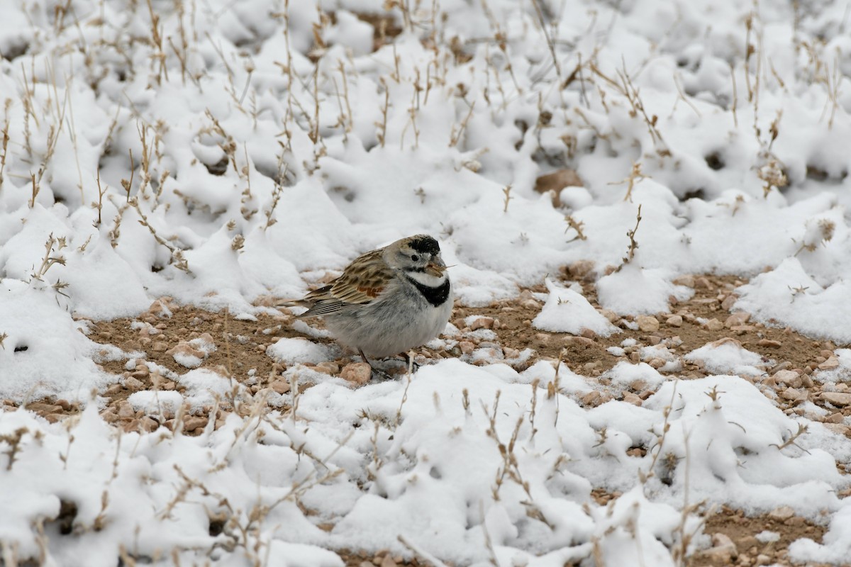 Thick-billed Longspur - ML616989620