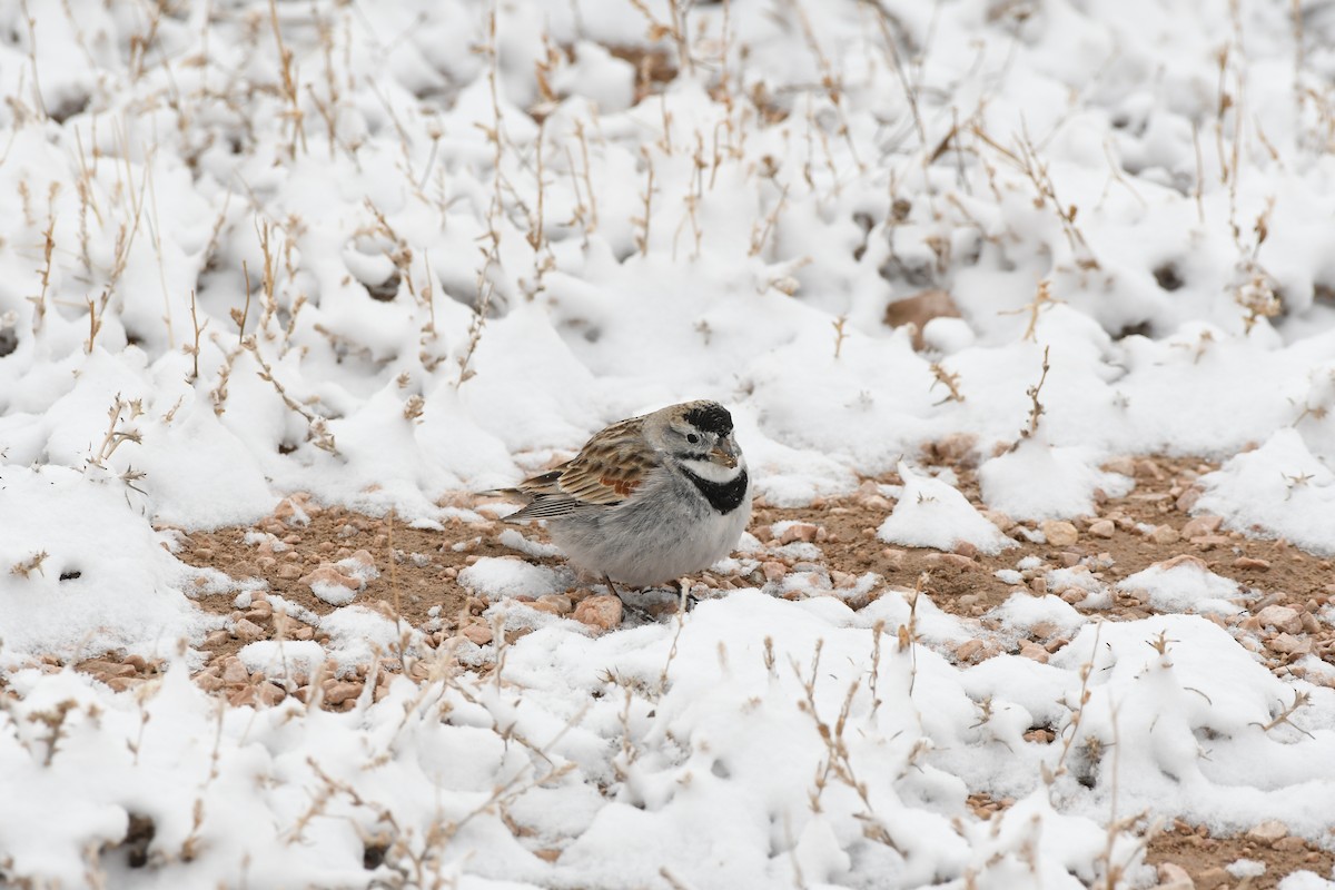 Thick-billed Longspur - ML616989621