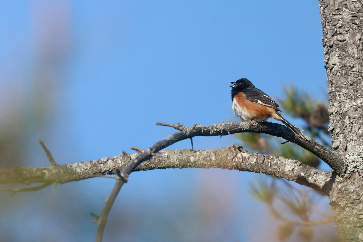 Eastern Towhee - ML616989647