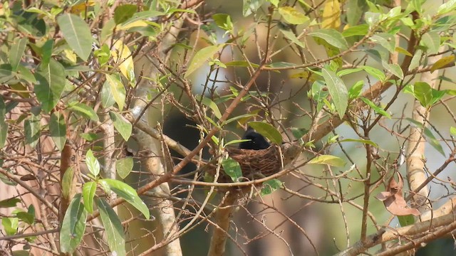 Drongo royal - ML616989650