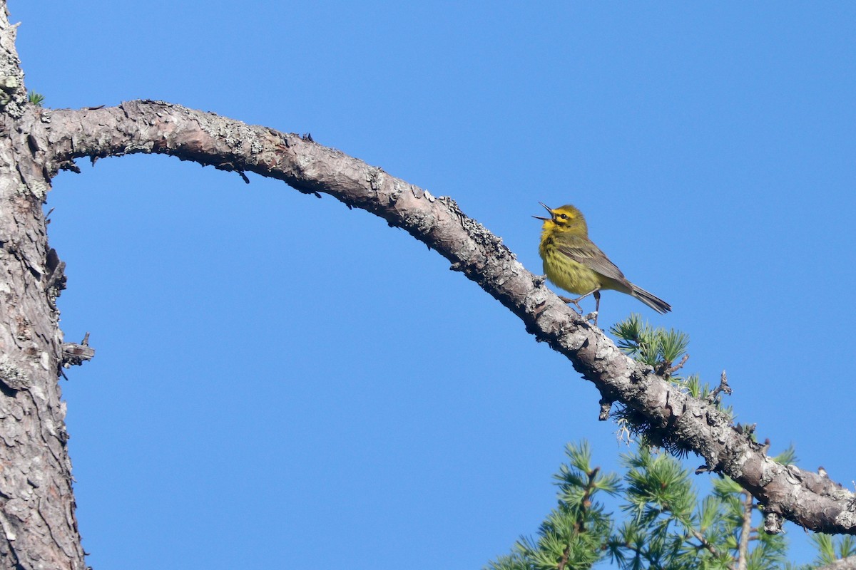 Prairie Warbler - ML616989651