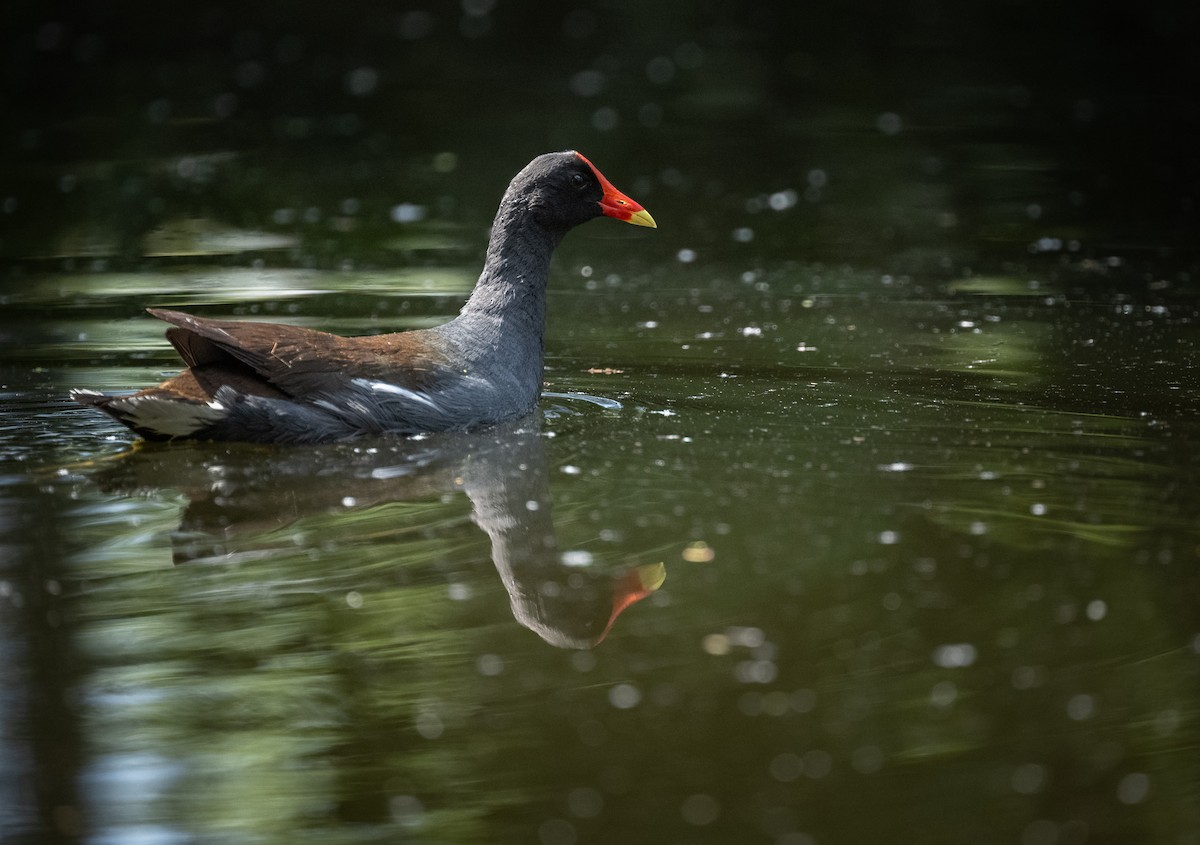 Common Gallinule - ML616989672