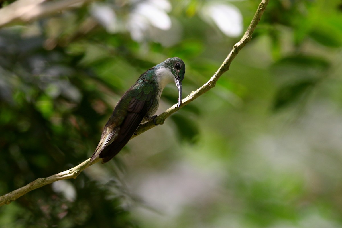 kolibřík běloprsý - ML616989692