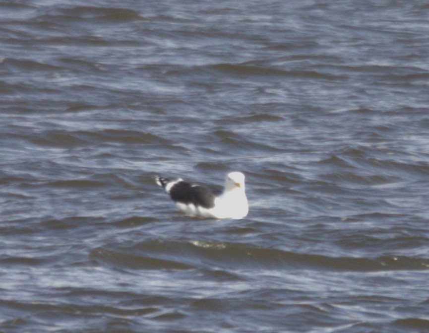 Great Black-backed Gull - Andrew Knapp