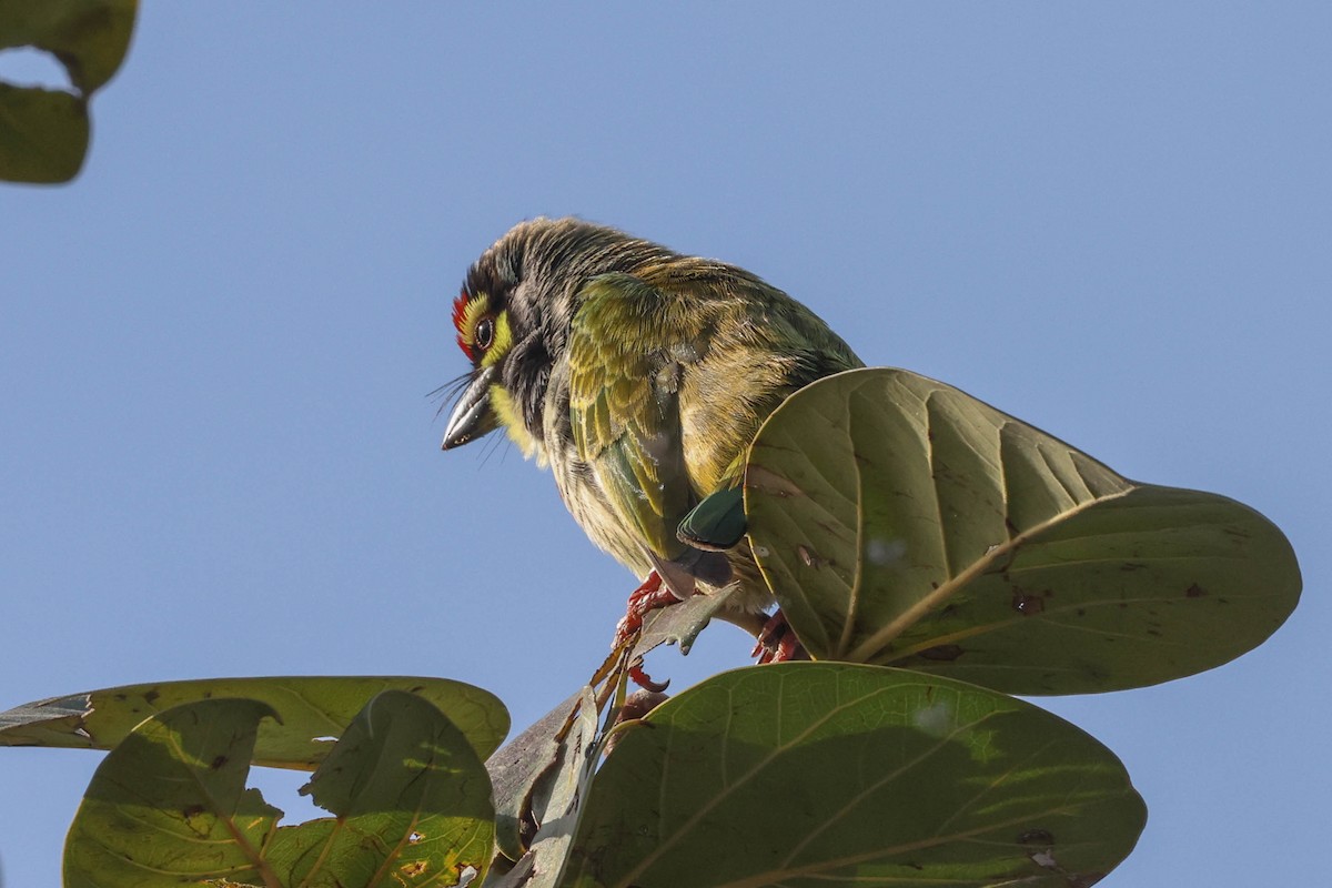 Coppersmith Barbet - Allison Miller