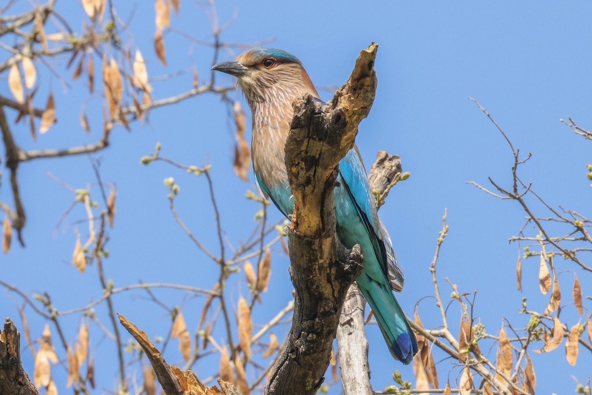 Indian Roller - ML616989762